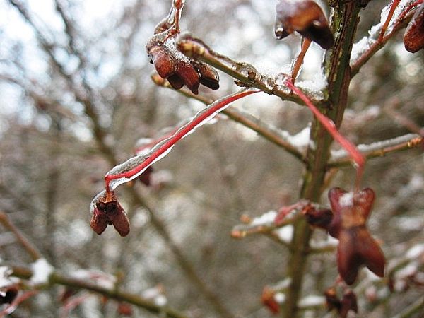 Ice-coated red stems...
