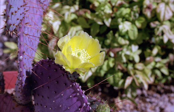 cactus flower...