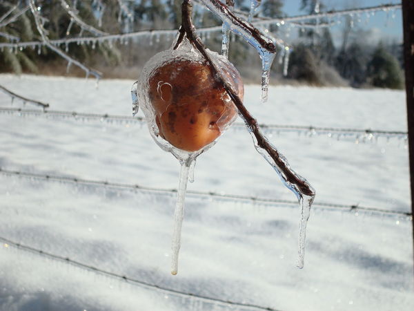 upper left of the apple - see the "window" melted ...