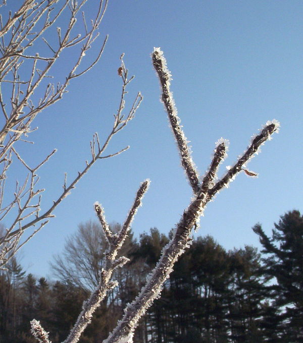 Spikes of frost on apple tree branch...