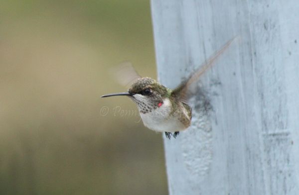 Hummingbird on the move...