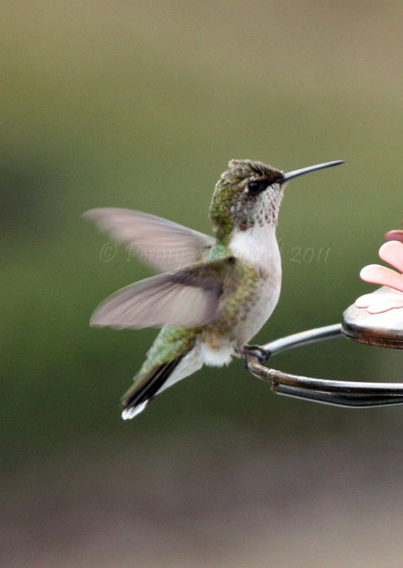 Hummingbird landing...