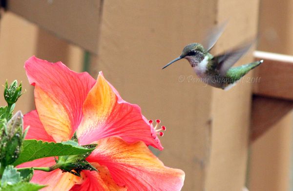 Hummingbird with flower...