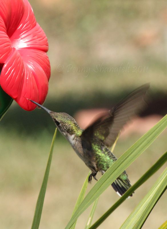 Hummingbird tring to more the feeder so she could ...