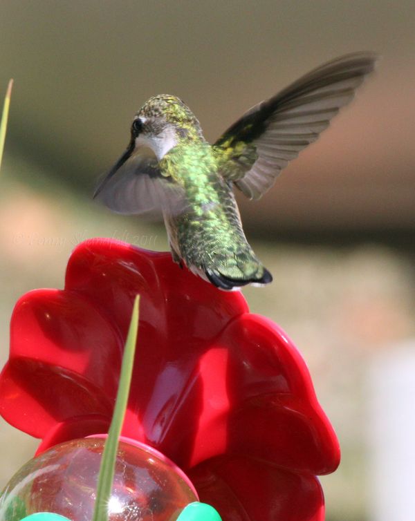Hummingbird doing a balancing act...