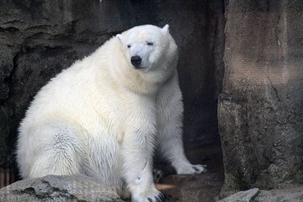 taken at the zoo and couldnt get the reflection ou...