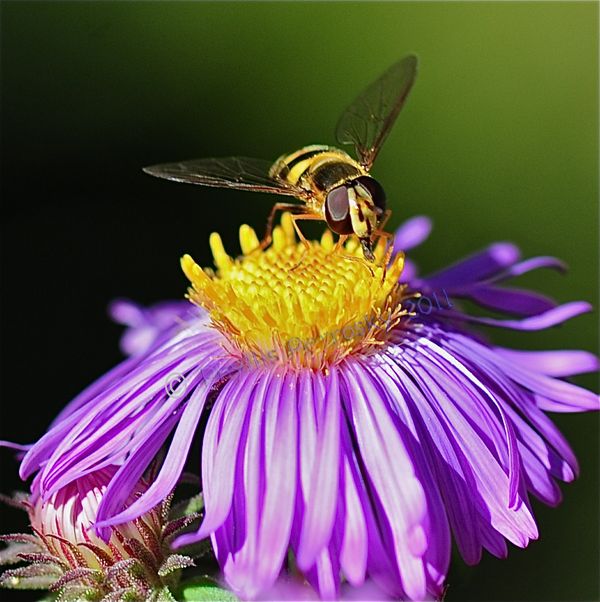 Busy Bee...