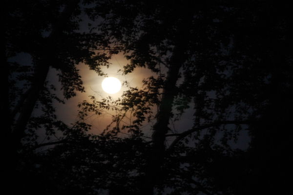 Moon through the trees...