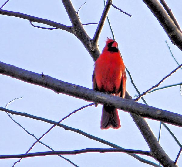 Here's the cardinal with the cropping and enhancem...