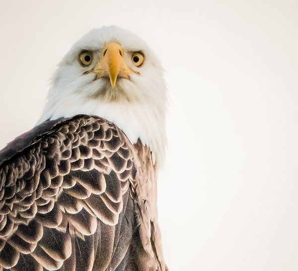 Bald Eagle - I Have My Eyes On You!...