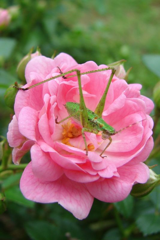 Tiny Hopper on a little Fairy Rose Bloom  These li...