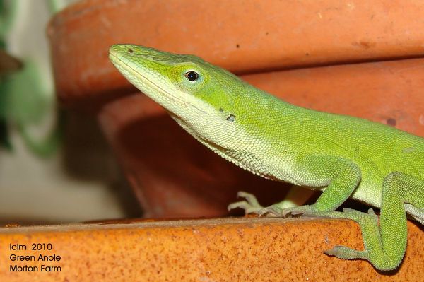 Green Anole Lizard on our back porch.  Their eyes ...
