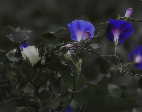 Cotton Blossom and Morning glory's...