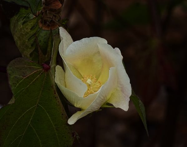Cotton Blossom...