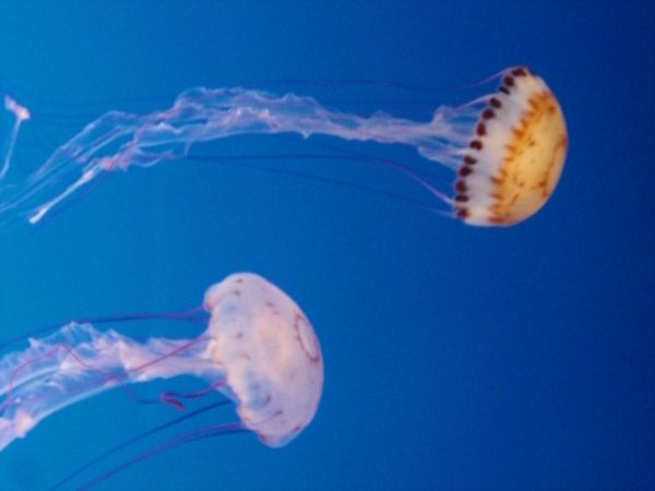 Jellyfish at Montery (CA) Aquarium with Casio Exli...