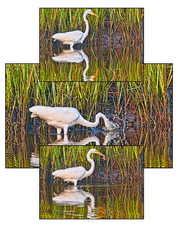 Great Egret (Triple Image)...