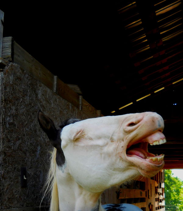 I call him the laughing horse - he made no sound...
