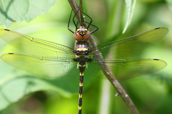 Dragonfly (Macromia) Lynchburg, VA...