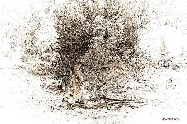 A Bristlecone Pine...