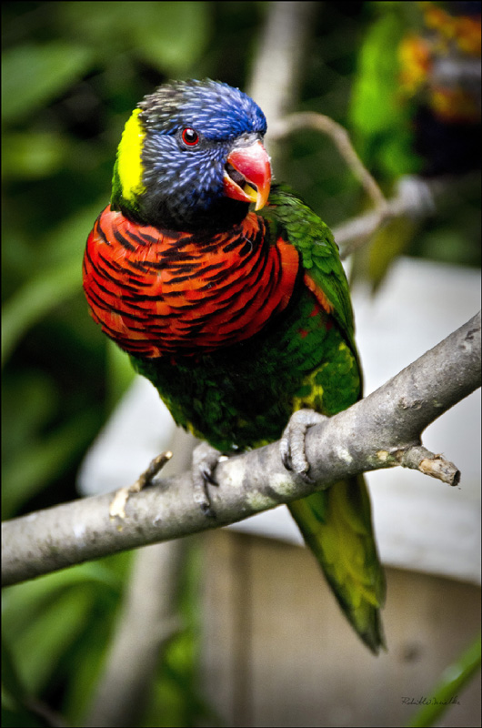 Lorikeet without fencing...
