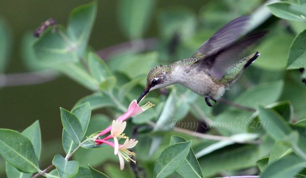 Hummingbird in action...