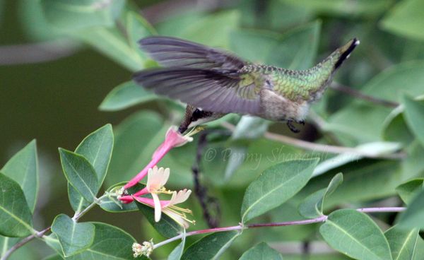 Hummingbird in action...