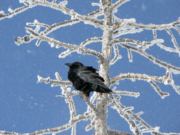 Yellowstone park - cold raven...