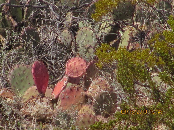 Red Cactus...