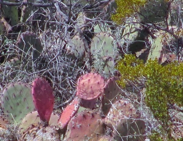 cropped the red cactus...