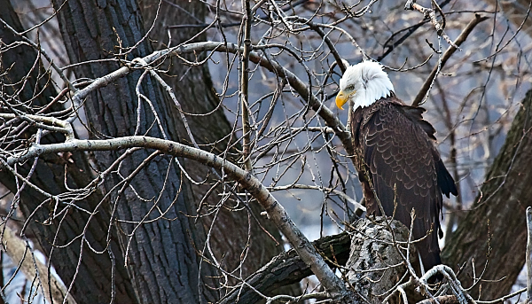 Bald Eagle in Tree...