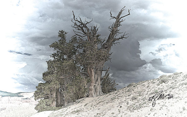 Another Bristlecone...