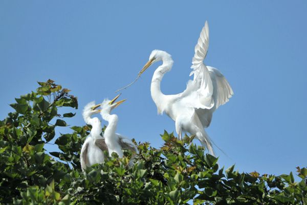 Newly hatched Great Egrets...