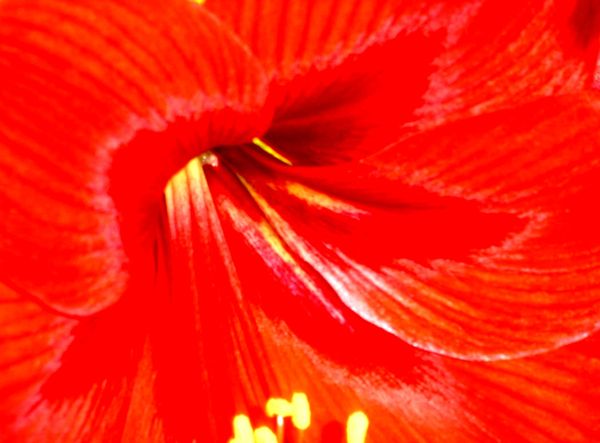 closeup of a flower...