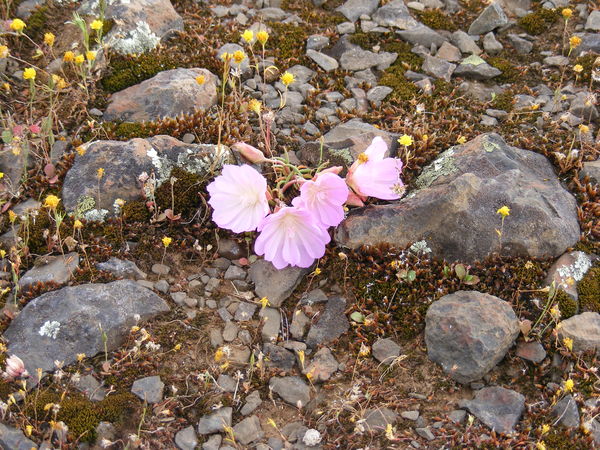 Pink in the rocks...