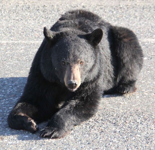 a bear that came up next to my camper on the road ...
