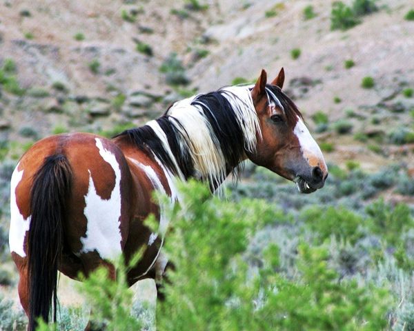The Wild Horses of Sand Wash Basin Colorado...