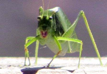 This hopper seems to be singing to me....
