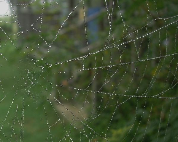 Dew drops on spider web......