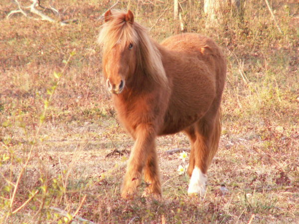 Star Pony...