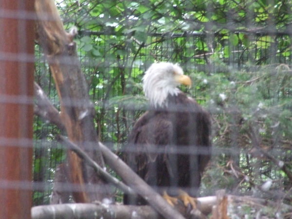 American eagle at the Stone Zoo...
