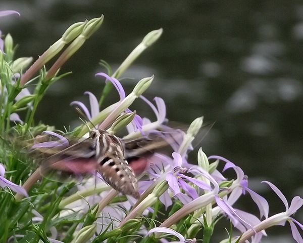Hummingbird at Lake Shawnee in Topeka, KS....