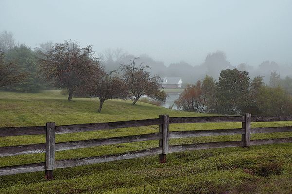 Front Yard Morning Mist...