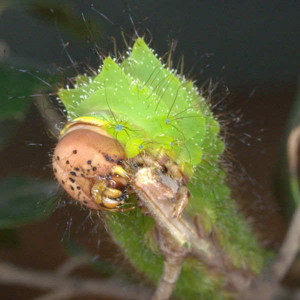Polyphemus Moth (Silk) Caterpillar at f/36...