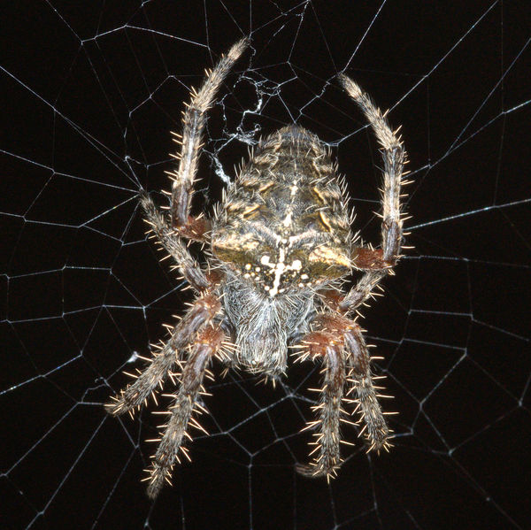 Crucifix Orb Weaver, dorsal view, at f/22...