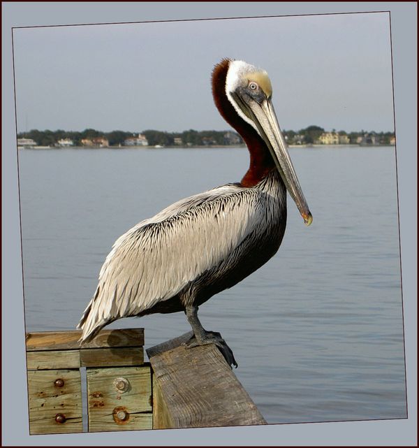 Pelican Pete...