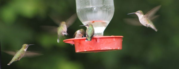Hummingbirds in my yard...