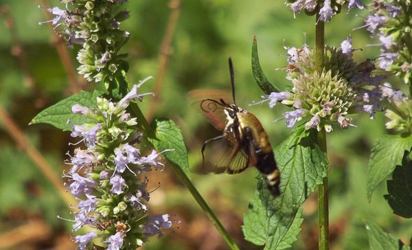 Snowberry Clearwing Hummingbird Moth...