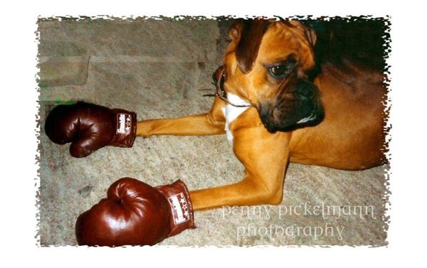 This is my dog, Pugsly, he's a Boxer!...
