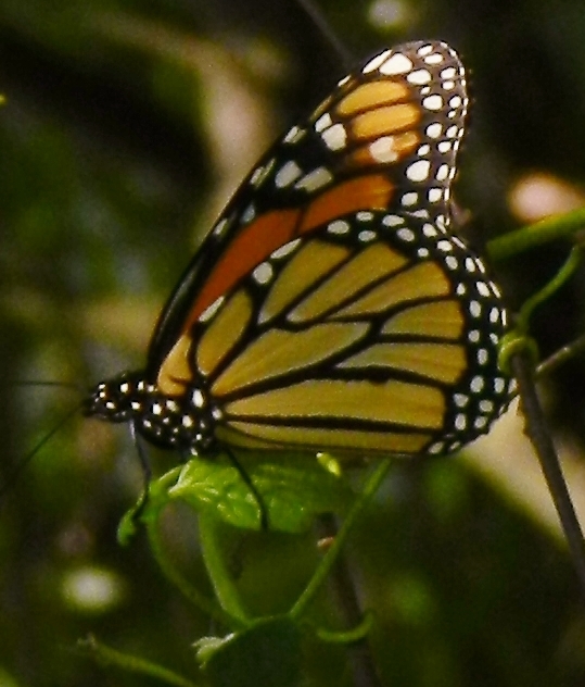 monarch in woods...