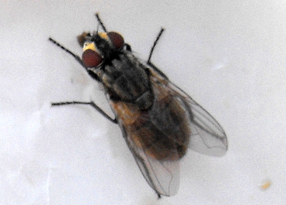 Common Housefly...